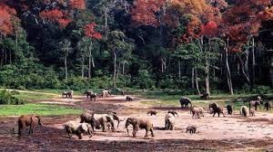 Image result for Trianthema mozambiquense