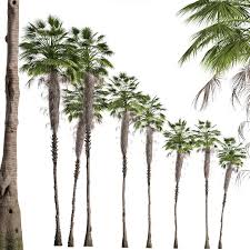 We did not find results for: Set Of Mexican Fan Palm Trees Washingtonia Robusta 2 Trees 3d Model Download 3d Model Set Of Mexican Fan Palm Trees Washingtonia Robusta 2 Trees 130139 3dbaza Com