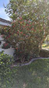 Image result for Jatropha macrophylla