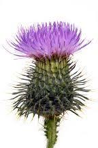 Schottisches Distel Symbol Die Schottische Distel Ein Nationales Symbol Fur Schottland Distel Nationales Sch Thistle Painting Blessed Thistle Thistle