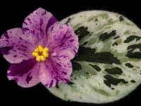 I can't stop teasing guys ch. African Violets By Lyndon Lyon Greenhouses