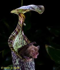 Schauen sie mir in die augen, kera. Zoologimy On Twitter A New Study Done By A Group Of Scientist From Ubd Suggest That These Sp Of Carnivorous Plant Survives Mostly Off Of Bat Faeces Https T Co Ruzj5eig6m