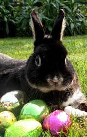 Kristin Hellberg If You Re Happy And You Know It Easter Pets Cute Bunny Funny Easter Bunny Bunny