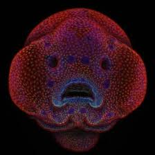 Four Day Old Zebrafish Embryo Nikon Small World Microscopic Photography World Photography