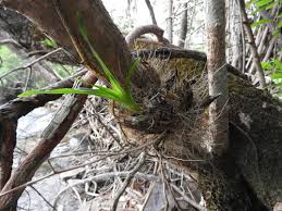 Image result for Graphorkis