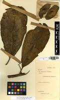 Image result for Terminalia mollis