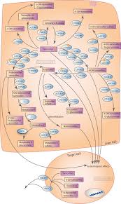 In most cases, you can use it while you take hormonal therapy or targeted therapy, but not. Tamoxifen An Overview Sciencedirect Topics