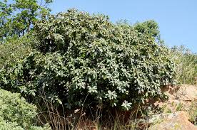 Image result for Englerophytum natalense