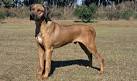 Rhodesian Ridgeback Info, Temperament, Puppies, Pictures