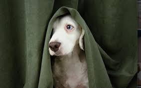 Barbara jean's 214 mallery street st. Portland Pet Stores Fang Three Paws Salty S Pet Supply