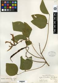 Image result for Erythrina sacleuxii