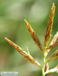 Image result for Cyperus rotundus