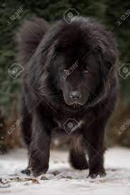 Check spelling or type a new query. Big Black Tibetan Mastiff In The Green Winter Nature Stock Photo Picture And Royalty Free Image Image 125421741