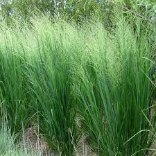 Image result for Panicum nervatum