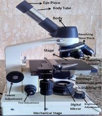 Rotate the 10x objective into place and focus the specimen. Paramedical Study Point Study Of A Compound Microscope