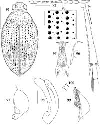 Personally, i'm very impressed by what deepl is able to do and yes, i think it's really great that this new stage in the evolution of machine translation was not achieved with software from facebook, microsoft, apple or google, but by a german company. Revision Of The Nearctic Haliplidae Coleoptera In Tijdschrift Voor Entomologie Volume 163 Issue 2 3 2021
