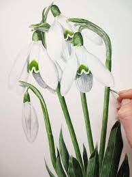 Snowdrops Anna Mason Flower Painting Botanical Painting Floral Painting
