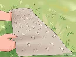 (the same goes for dog poop.) roaming domestic cats kill songbirds, about 140 million (birds and small animals) each year. 3 Ways To Prevent Cats From Pooping In The Garden Wikihow
