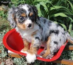 Cockalier Pictures Tojxm69gk7l Cavalier King Charles Dog Kittens And Puppies Little Puppies