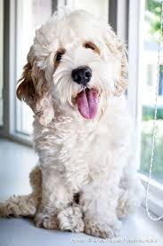 If you are picking your puppy up at my place, you can pay the balance at the time you pick. 32 Best Australian Labradoodle Ideas Australian Labradoodle Labradoodle Cute Dogs