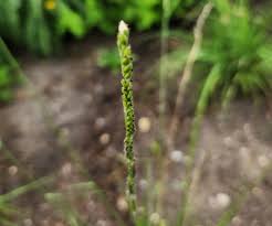 Image result for Eriochloa
