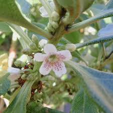 Image result for Myoporum laetum