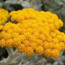 Image result for Helichrysum aureo-nitens