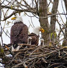 Interstate 80 cuts across the northern edge, state routes 192 and 45 cut across the middle, and. Metro Parks Are A Welcome Home For Bald Eagles Metro Parks Central Ohio Park System