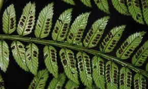 Image result for Ptisana