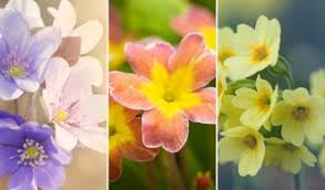 So pflanzen sie ihren frühling zuhause! Jlas5be1obi5vm