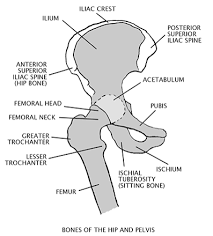 841 x 885 jpeg 85 кб. Pelvis Anatomy The Institute Of Canine Biology