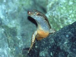 Image result for Erythrococca atrovirens