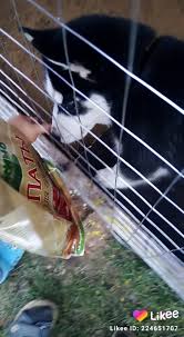 BrownPorn - Young Girls and Dogs in Explicit Action