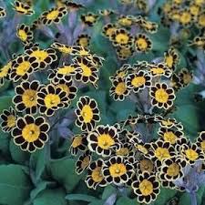 Pin On Black Flowers And Black Accents