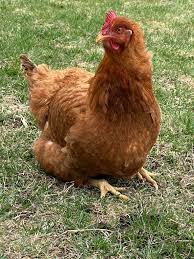 BYC (BackYardChickens)