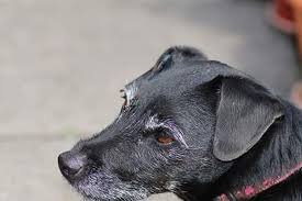 Why Is My Dog S Muzzle Hair Turning Gray Hill S Pet
