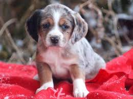 Stunning red tri australian puppies australian shepherd puppies born dec 21, 2020. Beagle Miniature Australian Shepherd Mix Puppy For Sale In Mount Joy P Australian Shepherd Mix Puppy Australian Shepherd Puppies Miniature Australian Shepherd