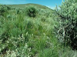 Image result for Poa schimperiana