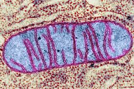 Epithelial cell culture, primary cells, defined medium Mitochondria Power Producers In Cells