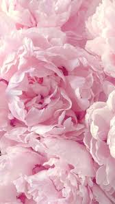 Peony Flowers Beautiful Color Background Fitz Huxley Www Fitzandhuxley Com Pink Wallpaper Iphone Peony Wallpaper Colorful Wallpaper