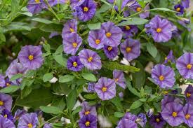 Image result for Lycianthes rantonnetii