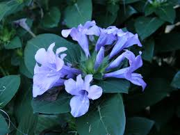 We send flowers by hand in manila and 337 cities in philippines. Philippine Violet Barleria Cristata
