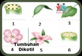 Pembahasan materi perbedaan tumbuhan monokotil dan tumbuhan dikotil. Bunga Matahari Dikotil Atau Monokotil