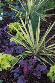 Check spelling or type a new query. On Gardening Native Yuccas Create Landscape Excitement House And Home Fredericksburg Com