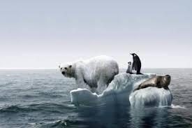 How Does Global Warming Affect Animals Global Warming Effects Of Global Warming Polar Bear