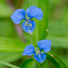 Image result for Commelina diffusa