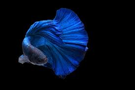 I have a halfmoon betta fish, and i'm getting a 10 gallon tank for him (currently he's in a fish bowl). Premium Photo Half Moon Tail Blue Betta Siamese Fighting Fish In Action Over Black Background With Clipp