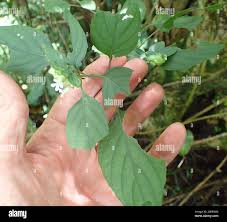 Image result for Phaulopsis