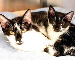 Adopt A Cat Or Kitten Centre County Paws