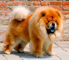 Chow Chow Dog Breed Information Pictures Characteristics